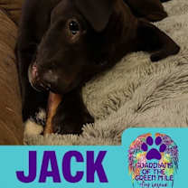 Thumbnail photo of Jack #2