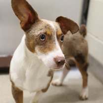 Thumbnail photo of Feisty #3