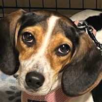 Thumbnail photo of Lucy #1