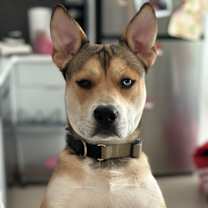 Thumbnail photo of Kyrie aka Ky #1