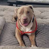 Thumbnail photo of Milo #2