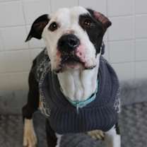 Thumbnail photo of Zebco #3