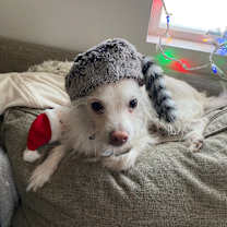 Thumbnail photo of Pancho #4