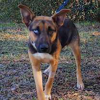 Thumbnail photo of 251629  Elvira #1