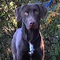 Thumbnail photo of 251549  Dax #3