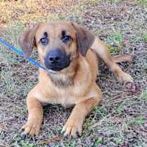 Thumbnail photo of 251615  Pumpkin #1