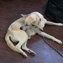 Thumbnail photo of Wally #2