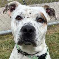 Thumbnail photo of Ferdinan #1