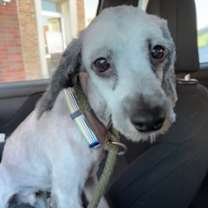 Thumbnail photo of Igor #1