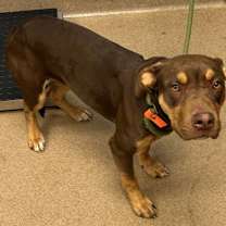 Thumbnail photo of Cosma #1