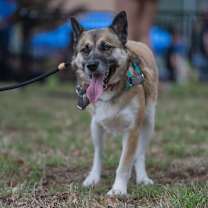 Thumbnail photo of Nemo #4