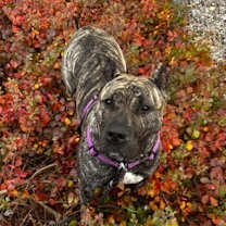 Thumbnail photo of Ophelia #2