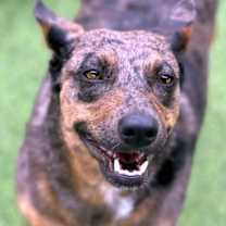 Thumbnail photo of Auburn #1