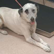 Thumbnail photo of Minnie #2