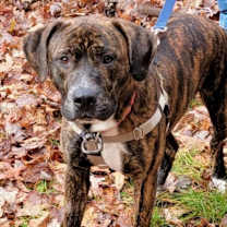 Thumbnail photo of Caponie #2