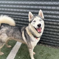 Thumbnail photo of Huck #1