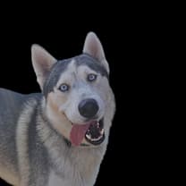 Thumbnail photo of Huck #2