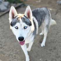 Thumbnail photo of Huck #3