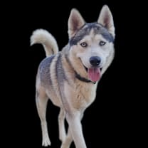 Thumbnail photo of Huck #4