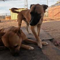 Thumbnail photo of Abram #2