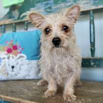 Thumbnail photo of Mary Shelley #1