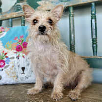 Thumbnail photo of Mary Shelley #2