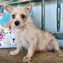 Thumbnail photo of Mary Shelley #3