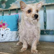 Thumbnail photo of Mary Shelley #4