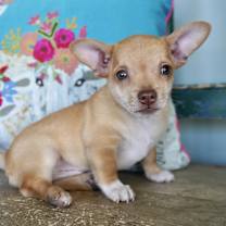 Thumbnail photo of Prometheus #1