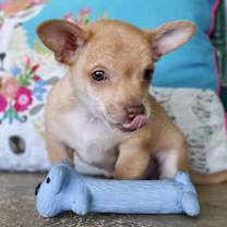 Thumbnail photo of Prometheus #2