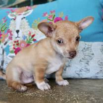 Thumbnail photo of Prometheus #3