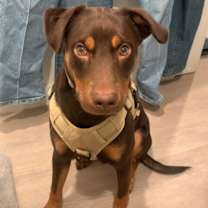 Thumbnail photo of Rusty #1