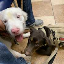 Thumbnail photo of Rusty #2