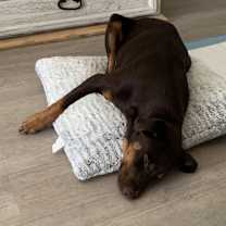 Thumbnail photo of Rusty #3