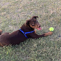 Thumbnail photo of Rusty #4