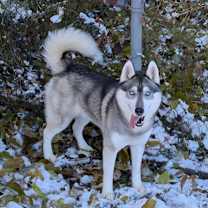 Thumbnail photo of Kodiak #1