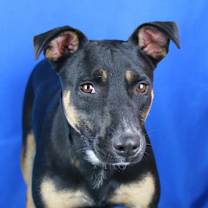 Thumbnail photo of Jojo - 090314T #1