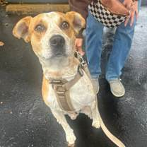 Thumbnail photo of Ed Sheeran K4 #2