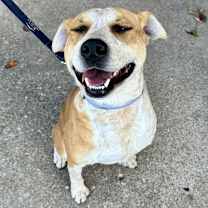 Thumbnail photo of Ed Sheeran K4 #3