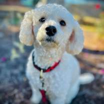 Thumbnail photo of Roo Roo Oct 25 #1