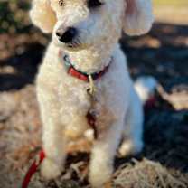 Thumbnail photo of Roo Roo Oct 25 #3