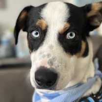 Thumbnail photo of Leo #4