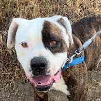 Thumbnail photo of Eddie #1