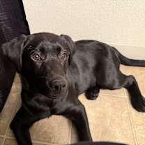 Thumbnail photo of Vi #2