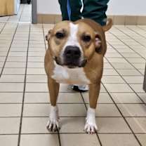 Thumbnail photo of Phoenix #1