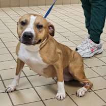 Thumbnail photo of Phoenix #2