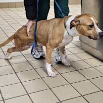 Thumbnail photo of Phoenix #3