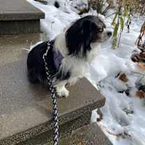 Thumbnail photo of Troy #4