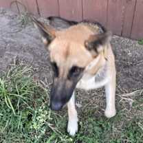 Thumbnail photo of Luna #2