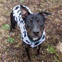 Thumbnail photo of Elmer #3